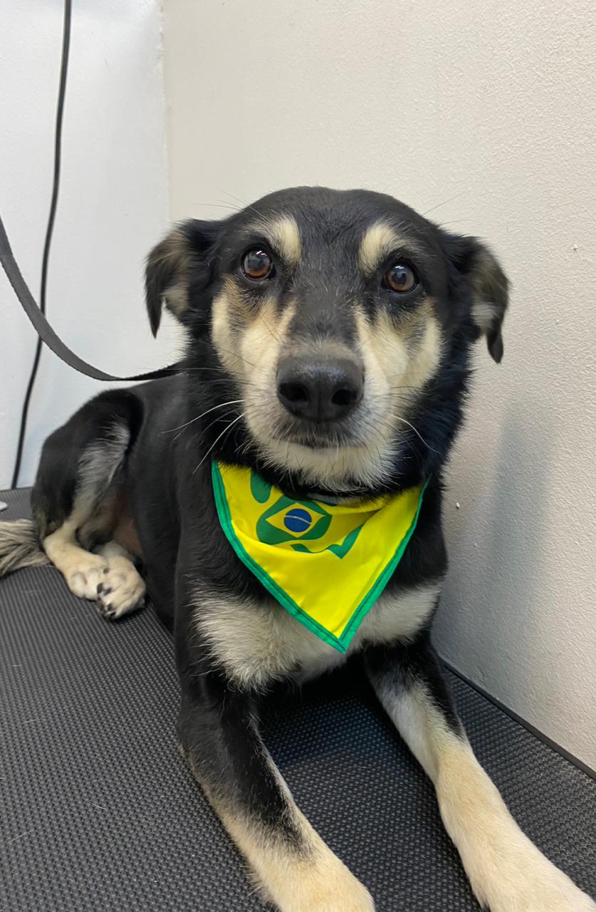 Pet atendido na Joy Pets em São José dos Campos 4