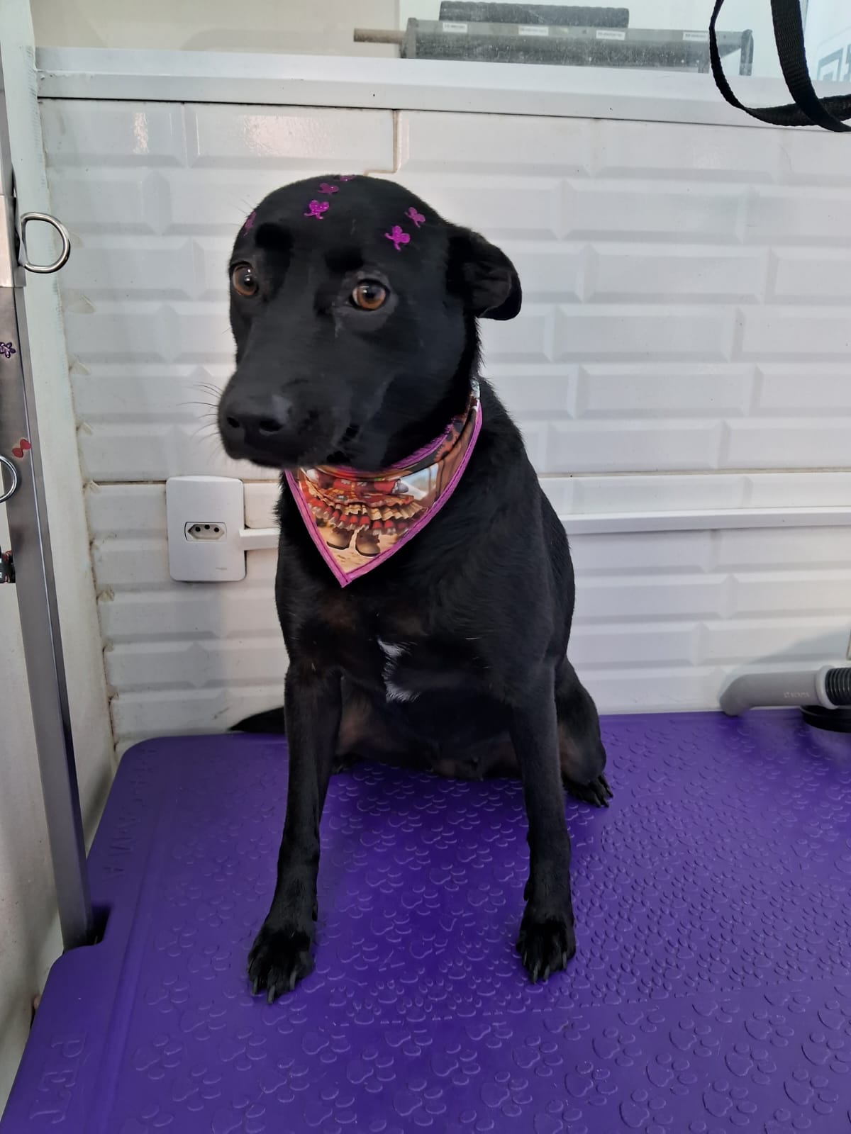 Pet atendido na Joy Pets em São José dos Campos 11