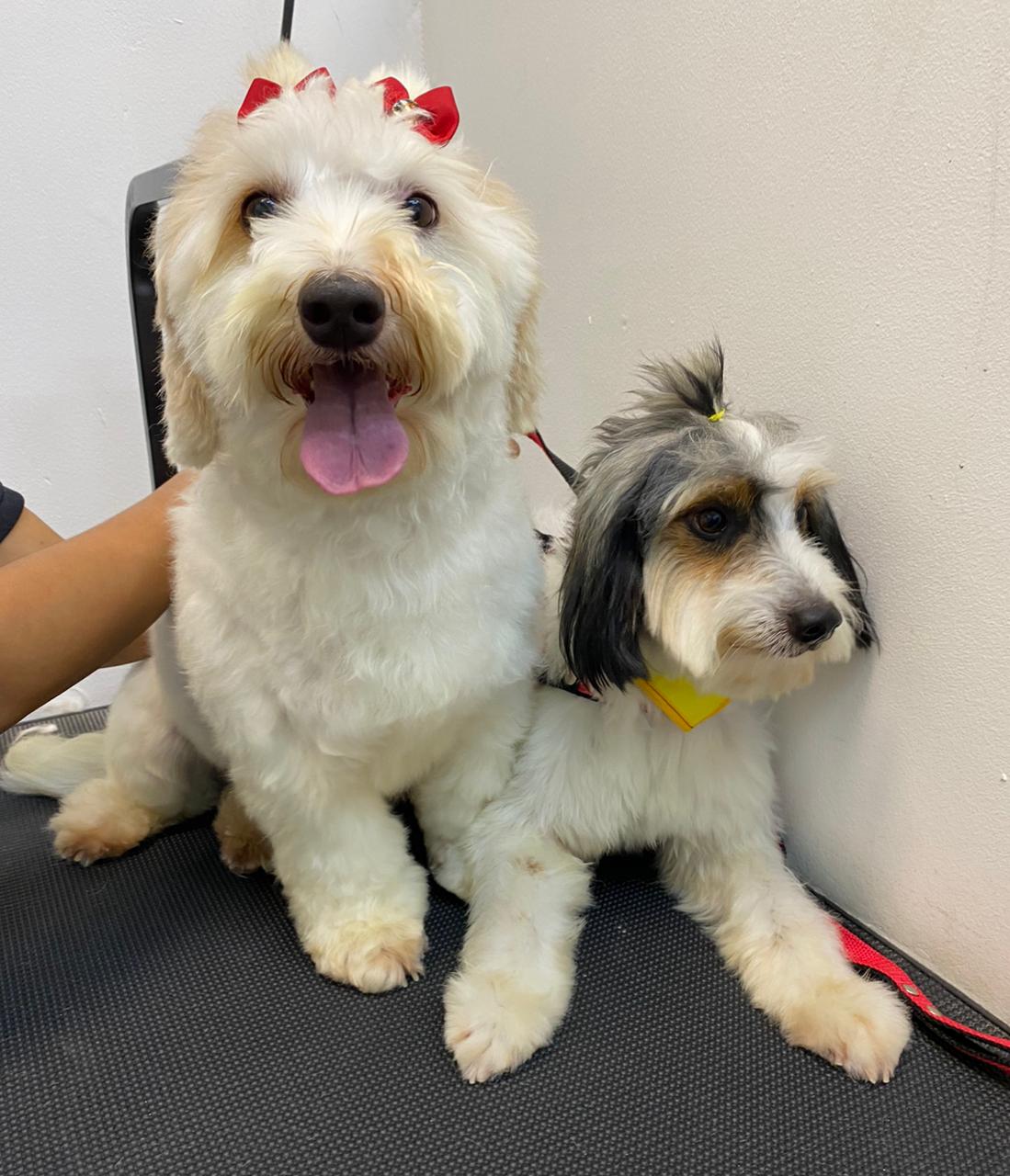 Pet atendido na Joy Pets em São José dos Campos 6