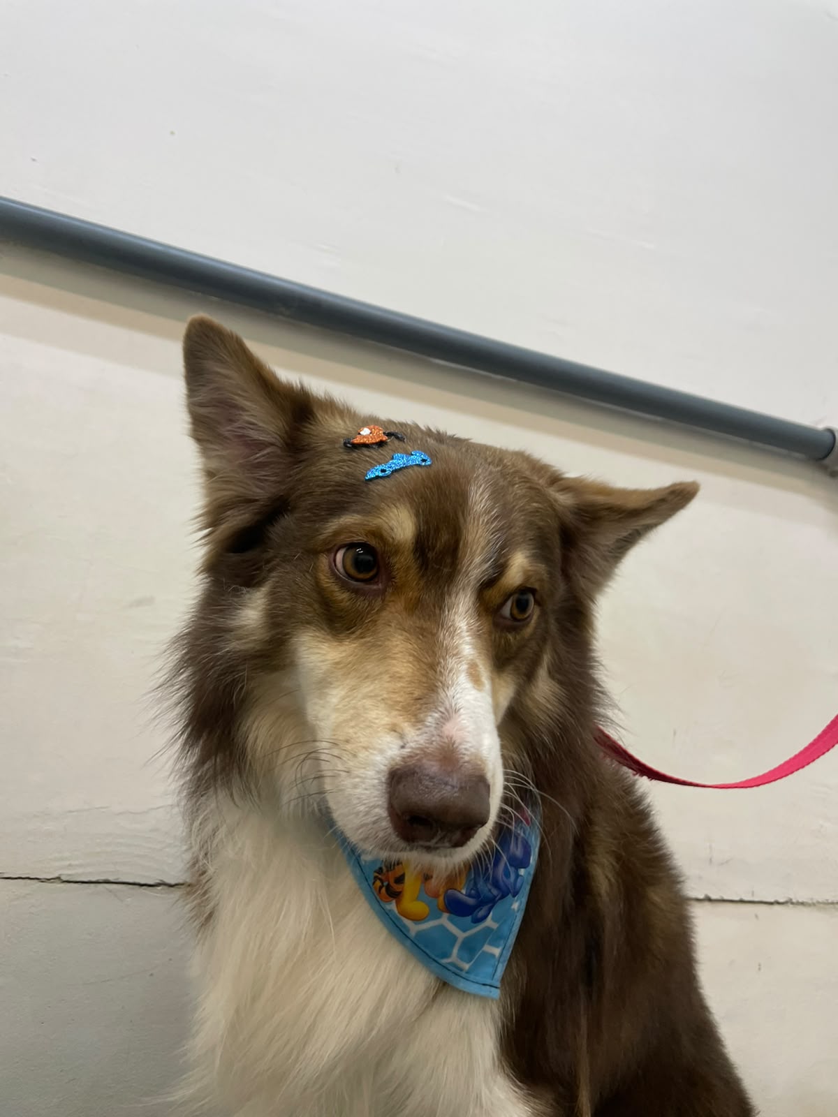Pet atendido na Joy Pets em São José dos Campos 9