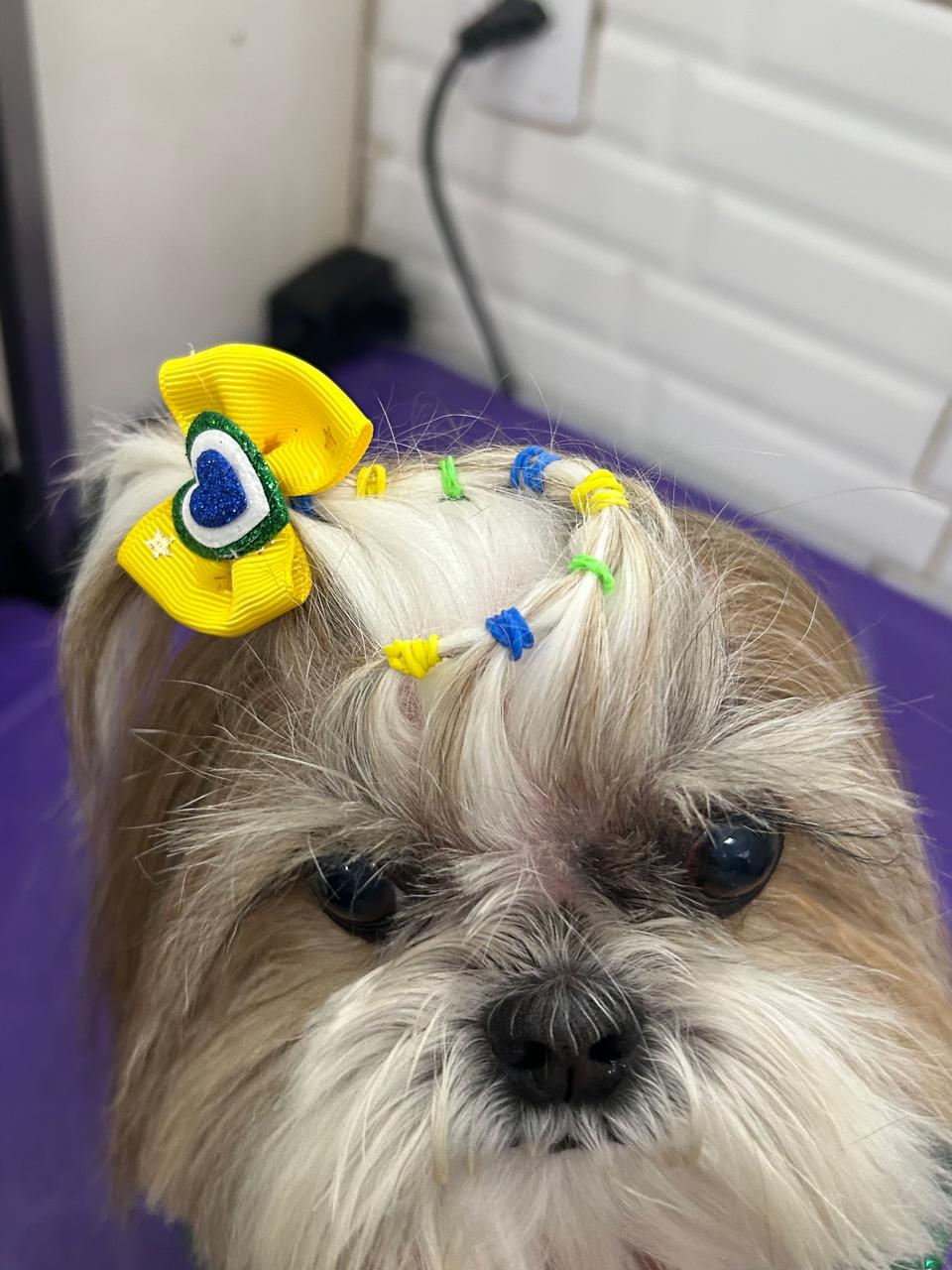 Pet atendido na Joy Pets em São José dos Campos 8