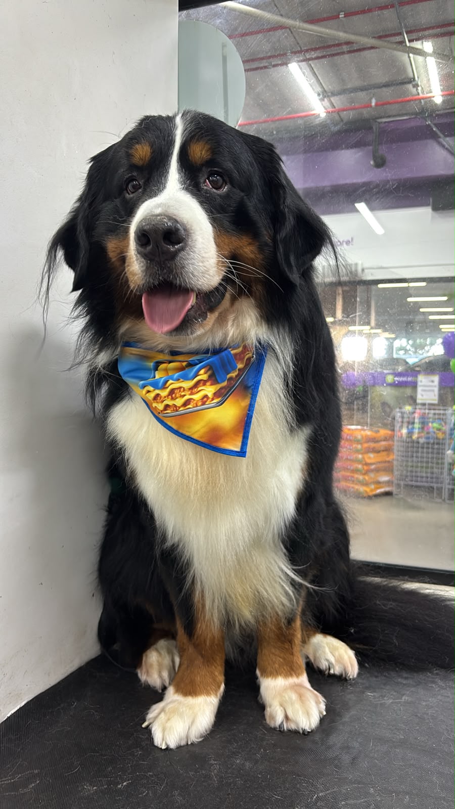 Pet atendido na Joy Pets em São José dos Campos 3