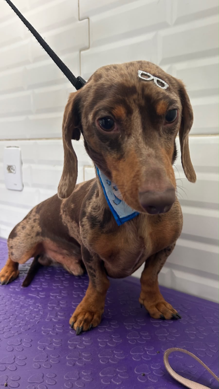 Pet atendido na Joy Pets em São José dos Campos 18
