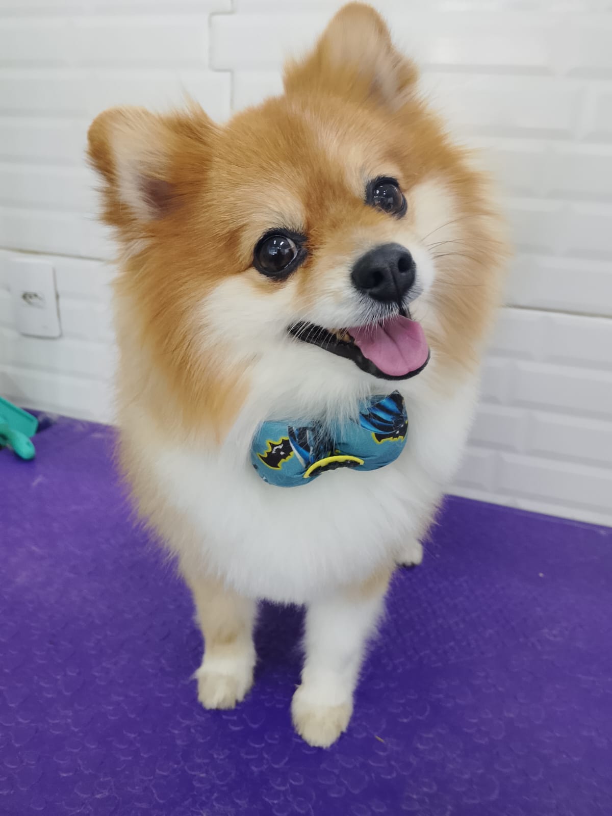 Pet atendido na Joy Pets em São José dos Campos 17