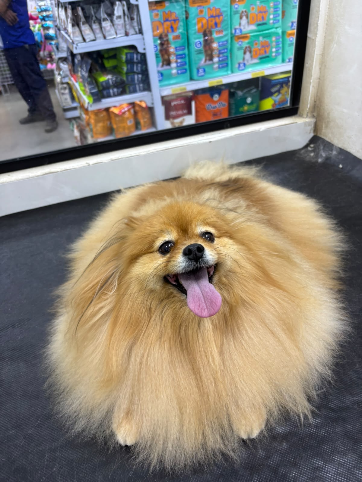 Pet atendido na Joy Pets em São José dos Campos 1