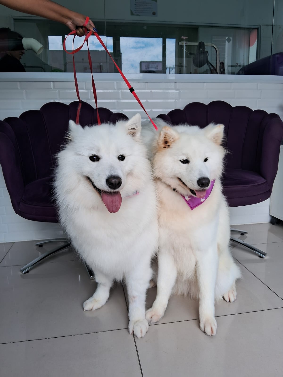 Pet atendido na Joy Pets em São José dos Campos 14