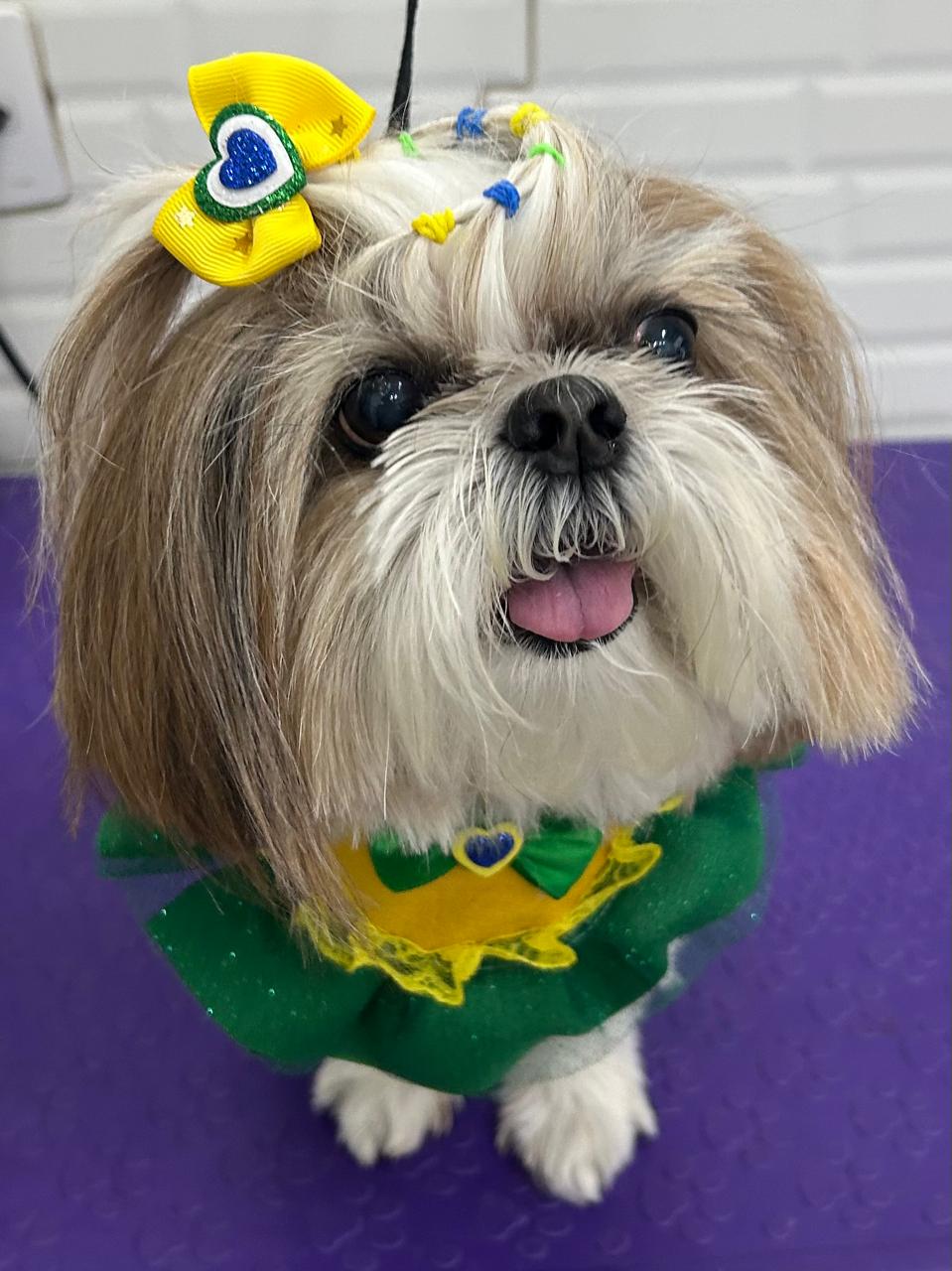 Pet atendido na Joy Pets em São José dos Campos 15