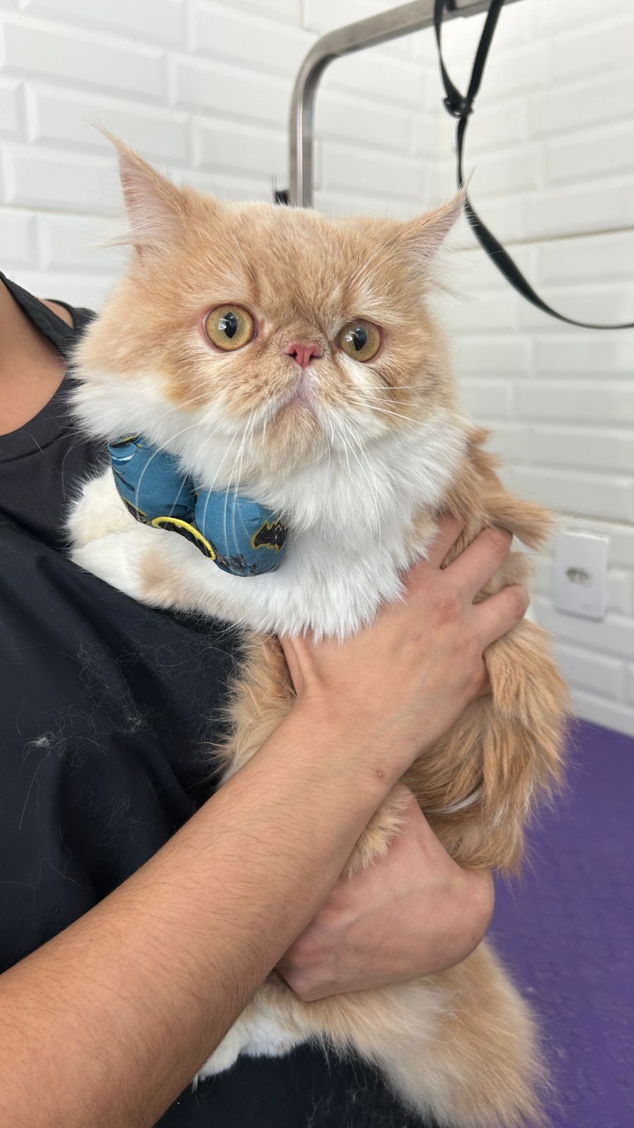 Pet atendido na Joy Pets em São José dos Campos 16