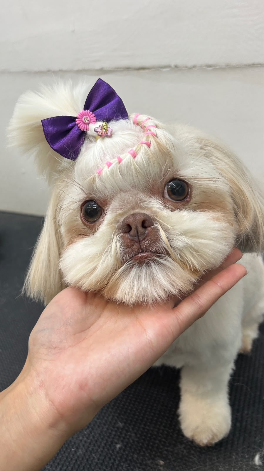Pet atendido na Joy Pets em São José dos Campos 10