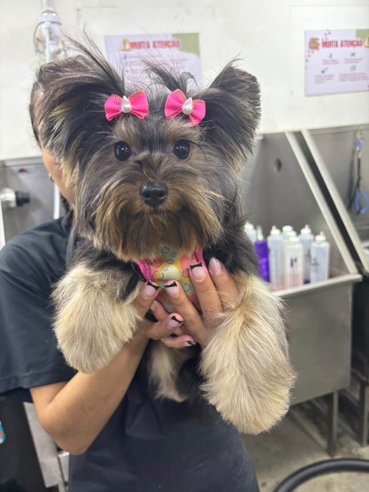 Pet atendido na Joy Pets em São José dos Campos 2