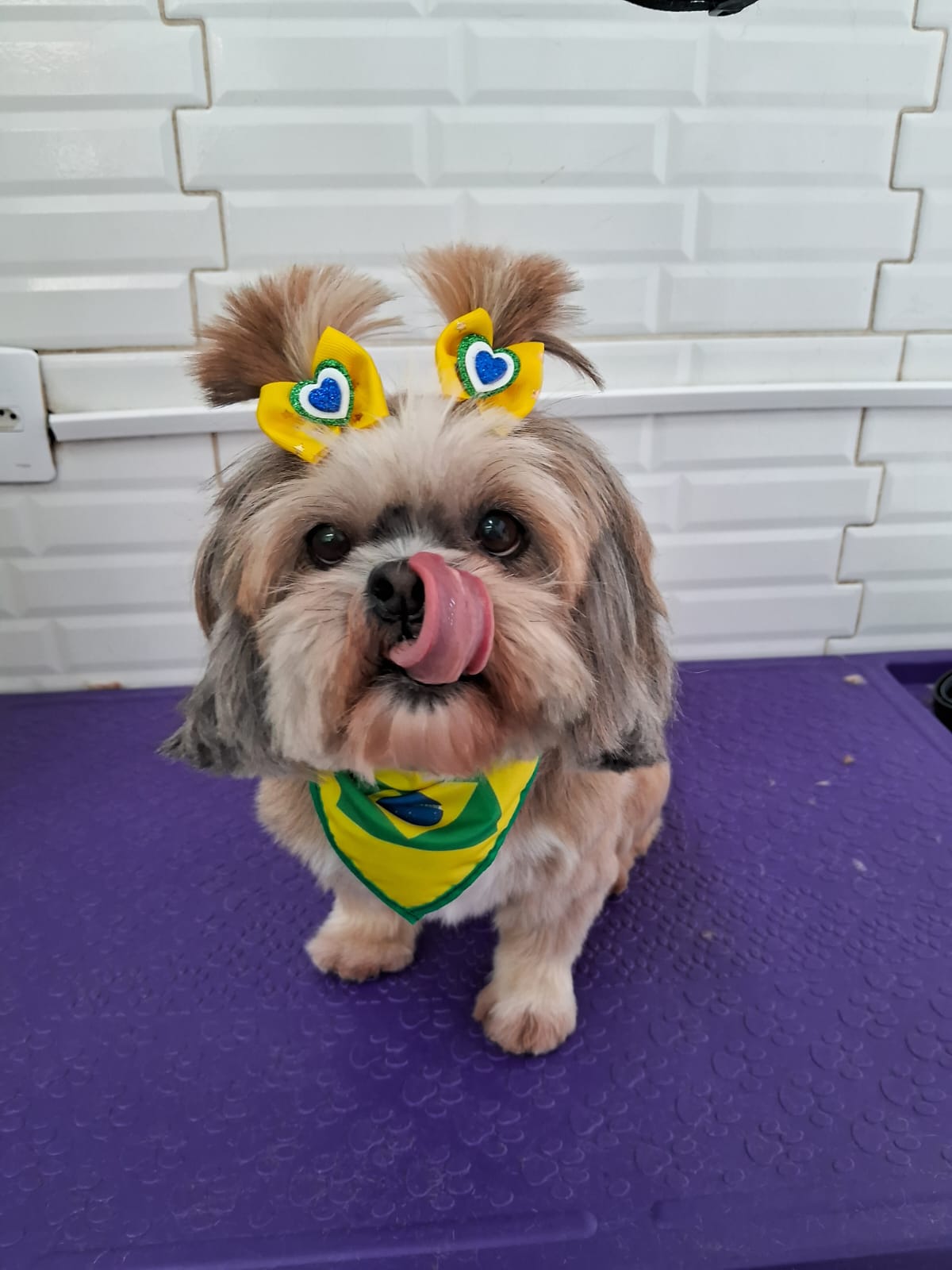 Pet atendido na Joy Pets em São José dos Campos 19