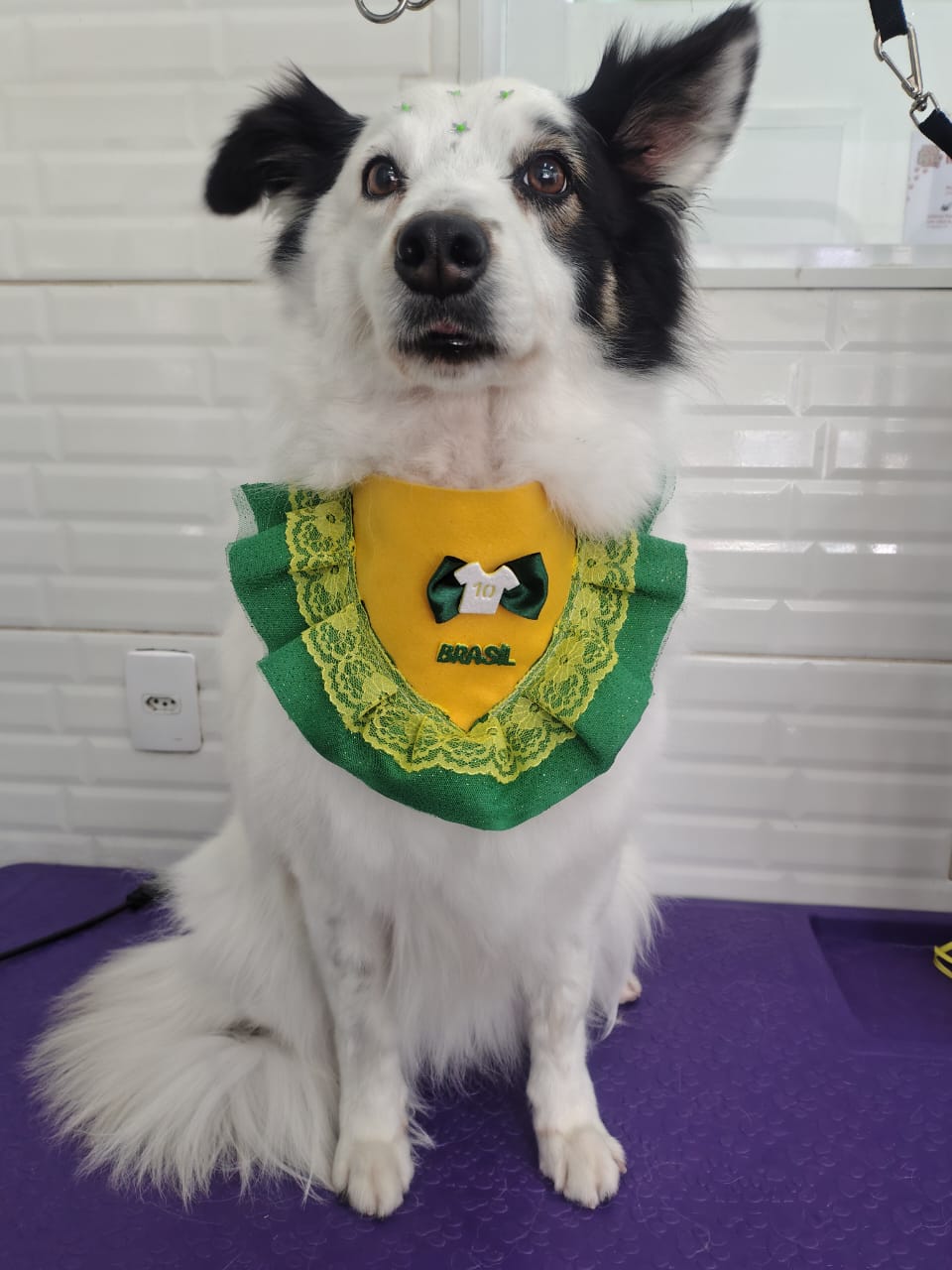 Pet atendido na Joy Pets em São José dos Campos 7